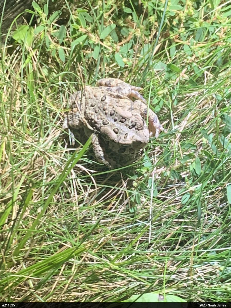 Eastern American Toad