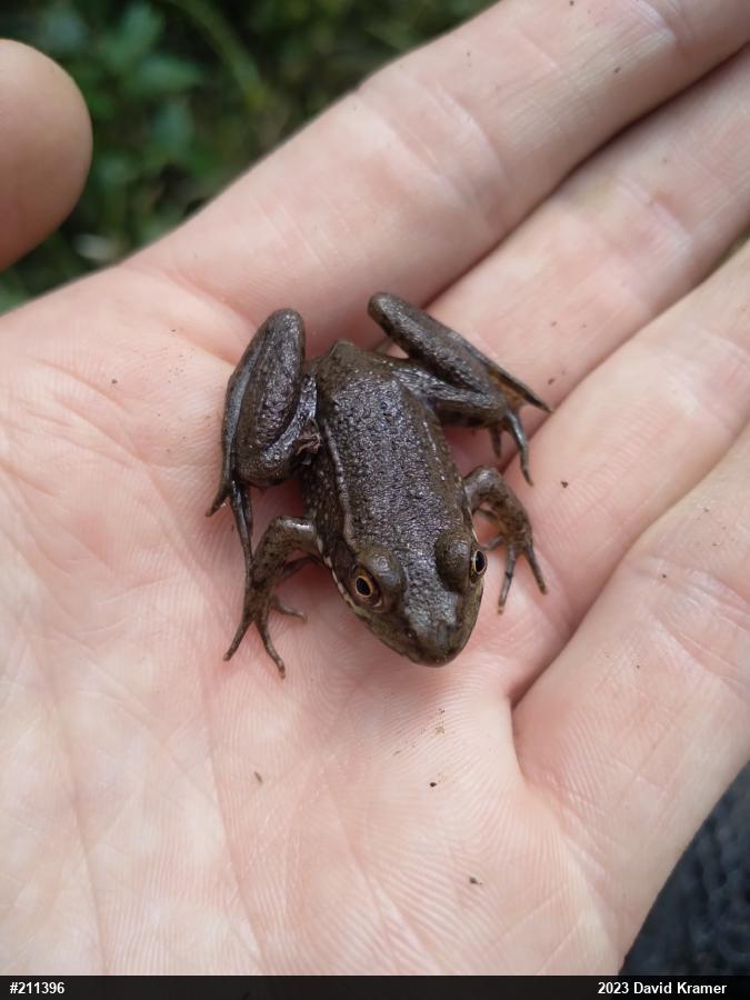 Green Frog