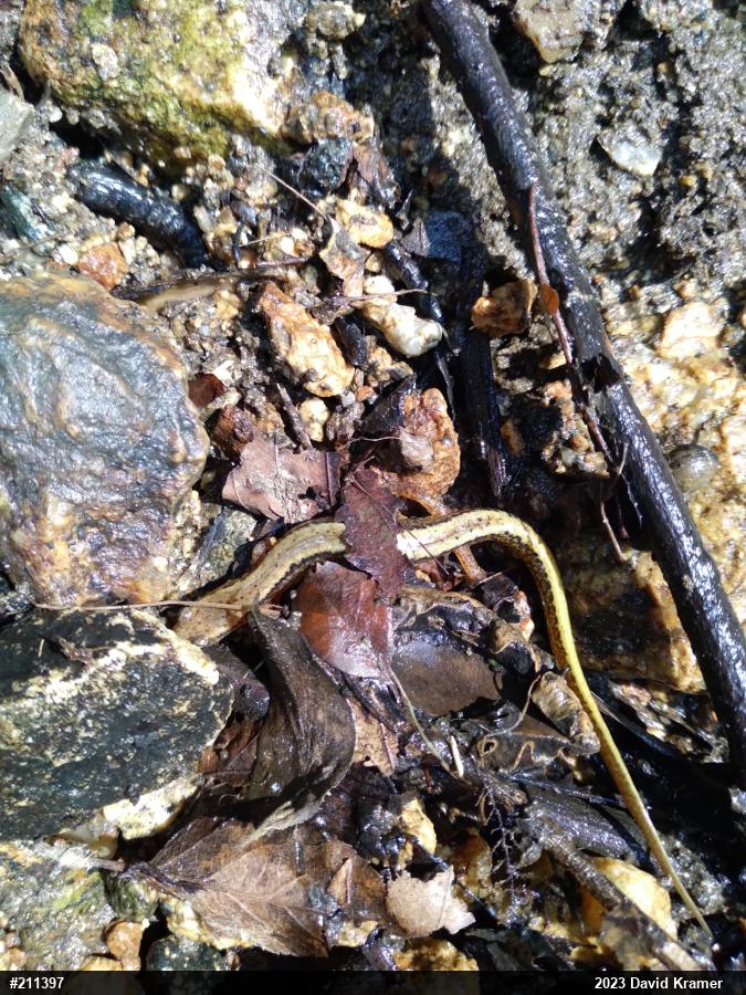 Northern Two-lined Salamander