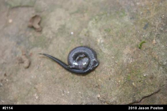 Northern Ravine Salamander