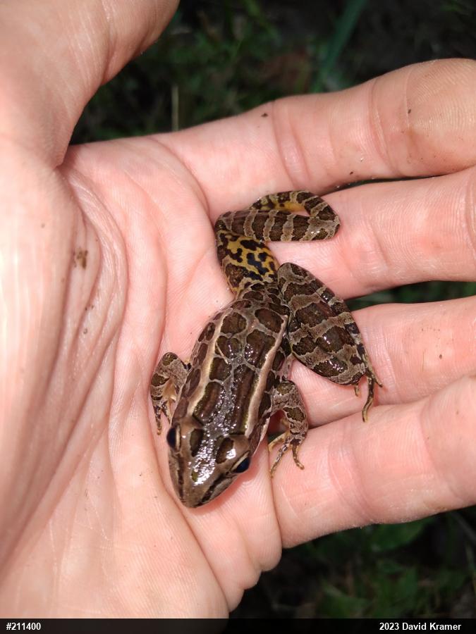 Pickerel Frog