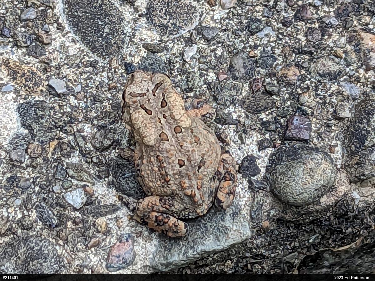 Eastern American Toad