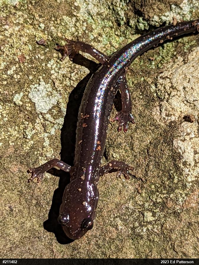 Wehrle's Salamander