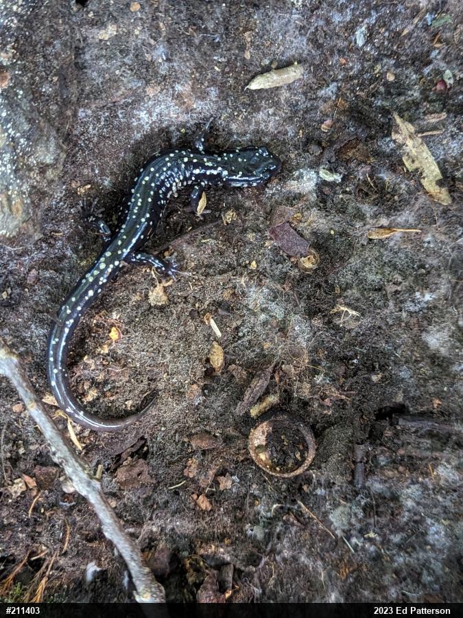 Northern Slimy Salamander