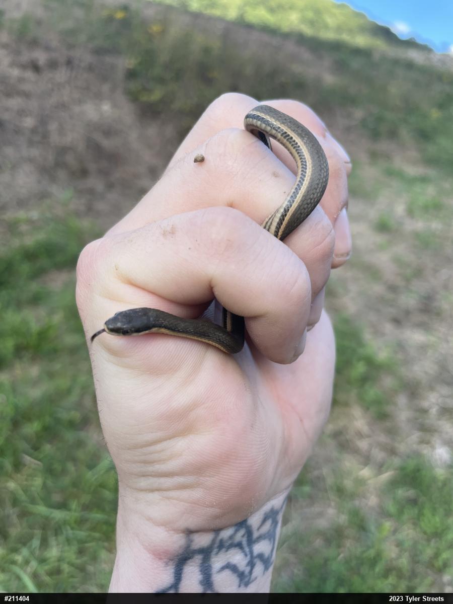 Queensnake