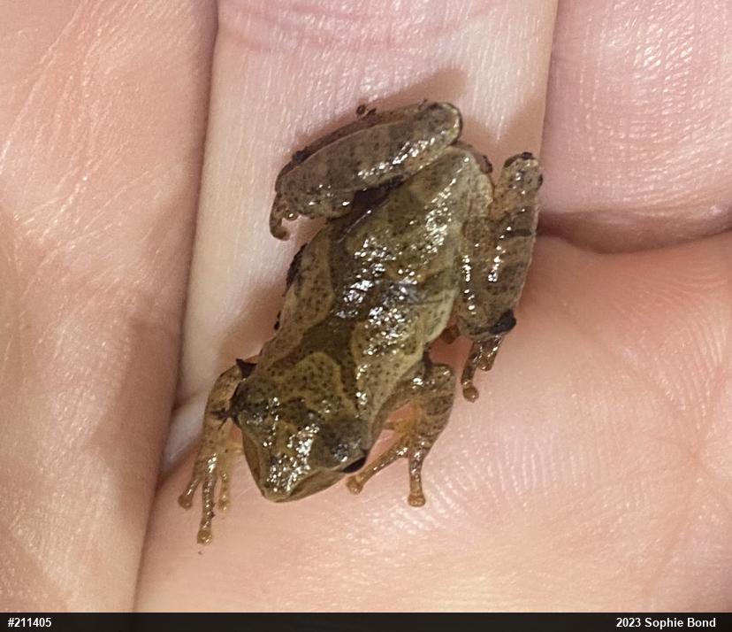 Spring Peeper
