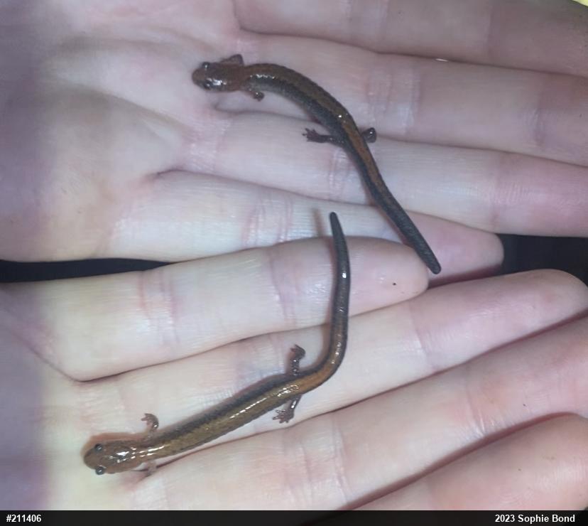 Eastern Red-backed  Salamander