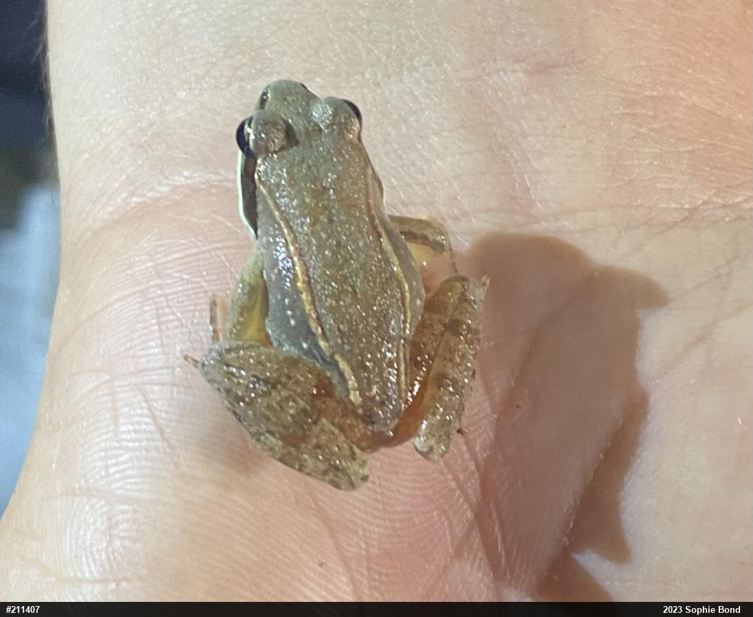 Wood Frog