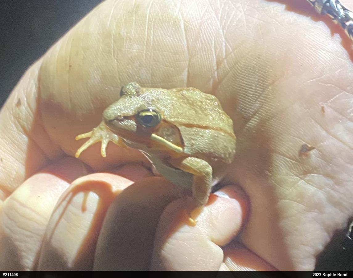 Wood Frog