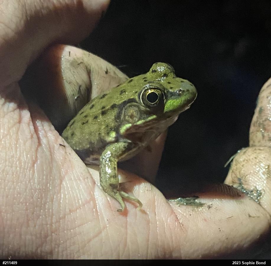 Green Frog