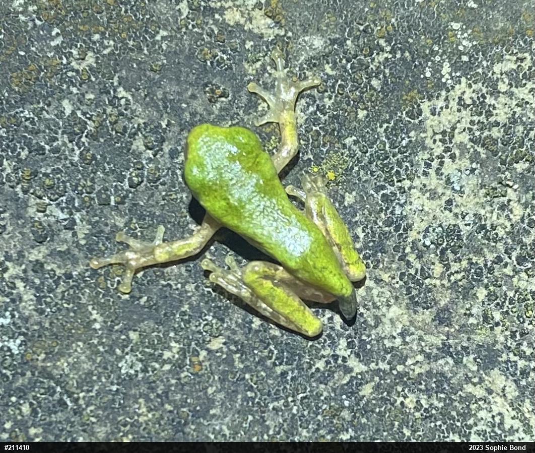 Unknown Gray Treefrog