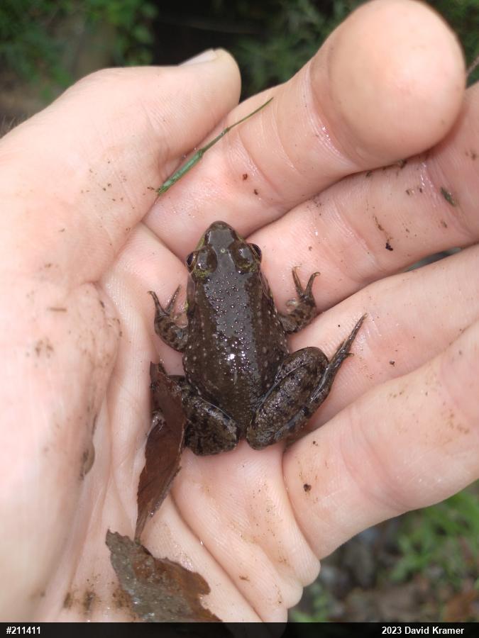 Green Frog