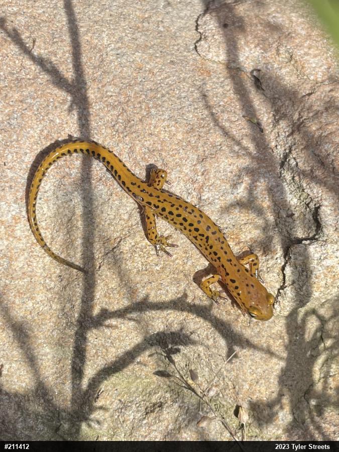 Eastern Long-tailed Salamander