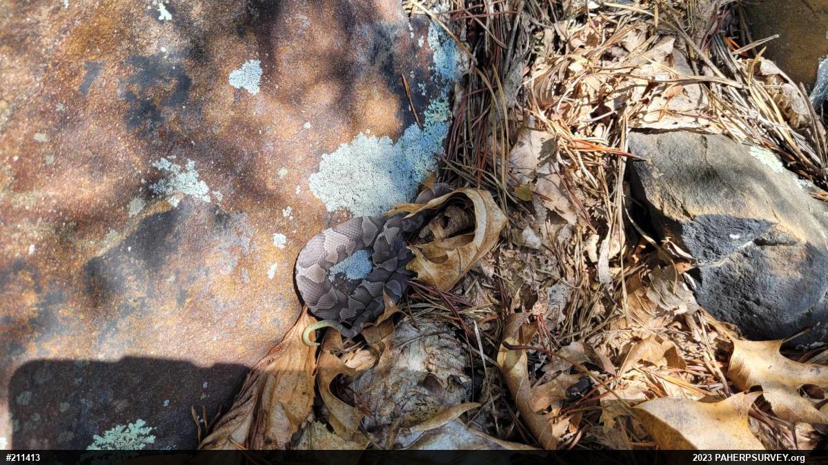 Northern Copperhead