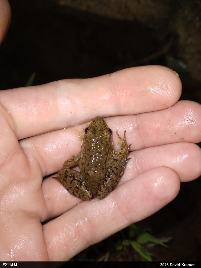 Green Frog