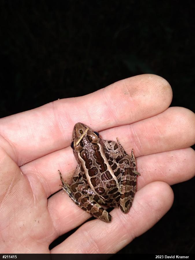 Pickerel Frog