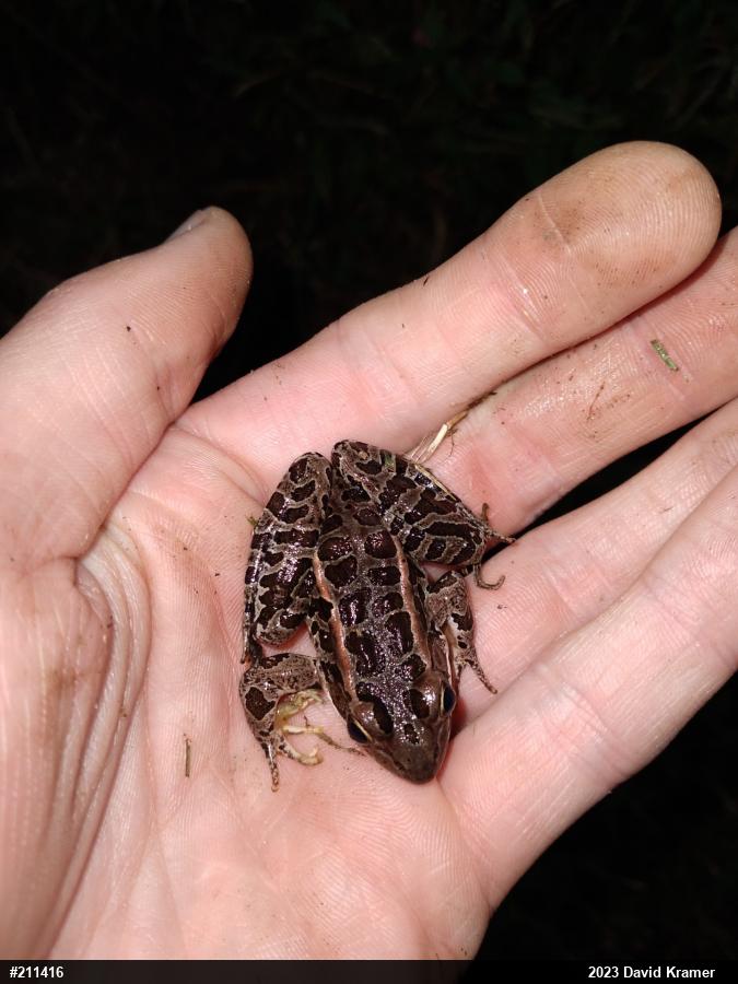 Pickerel Frog