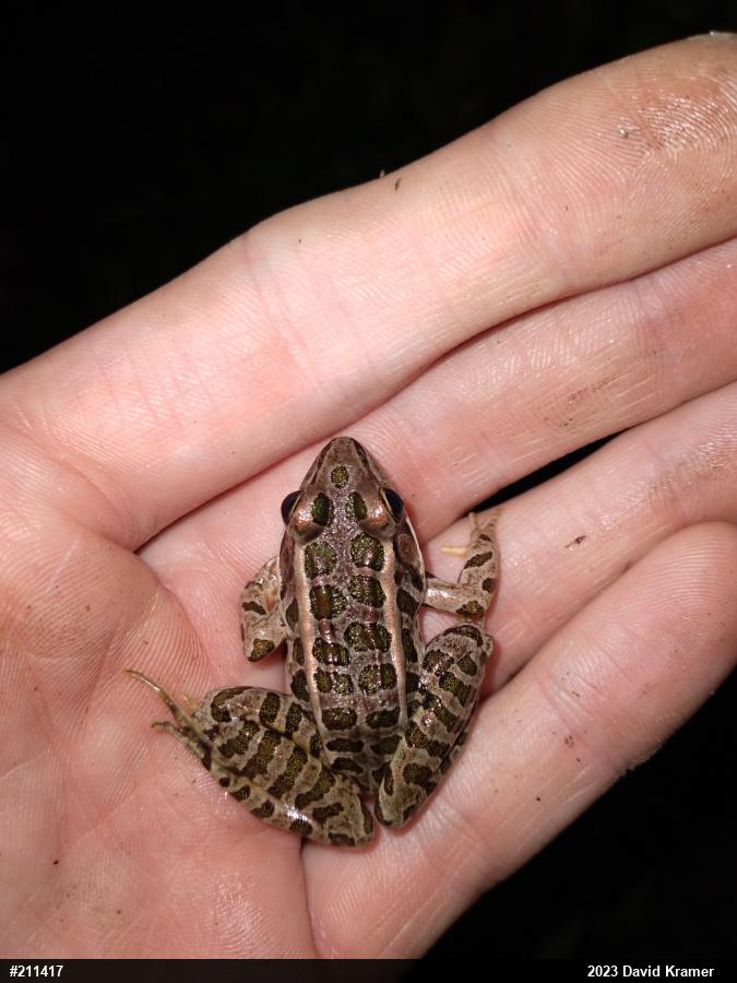 Pickerel Frog