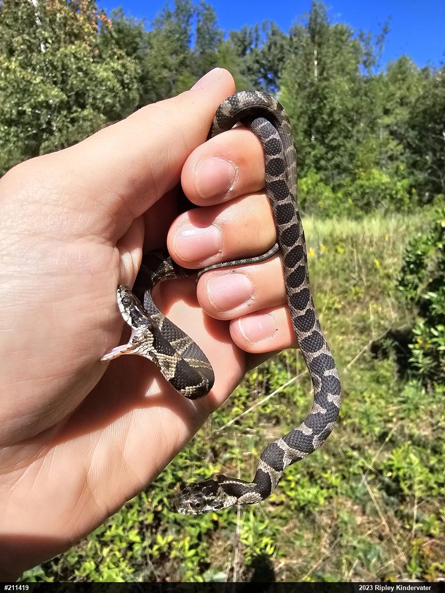 Northern Watersnake