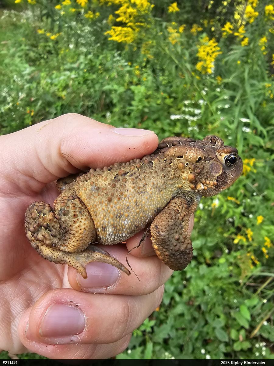 Eastern American Toad