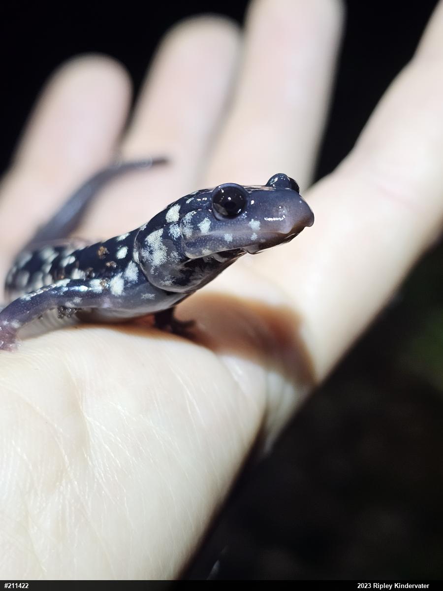 Northern Slimy Salamander