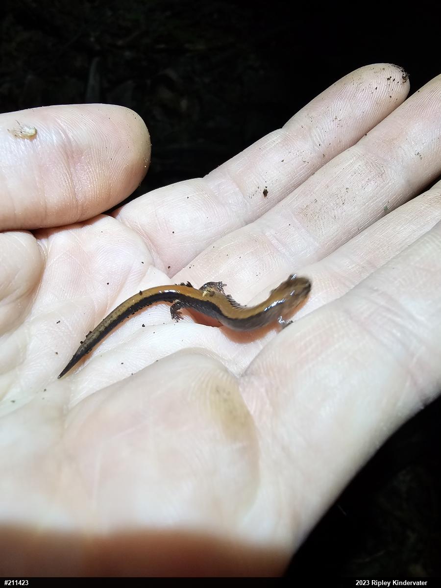 Eastern Red-backed  Salamander