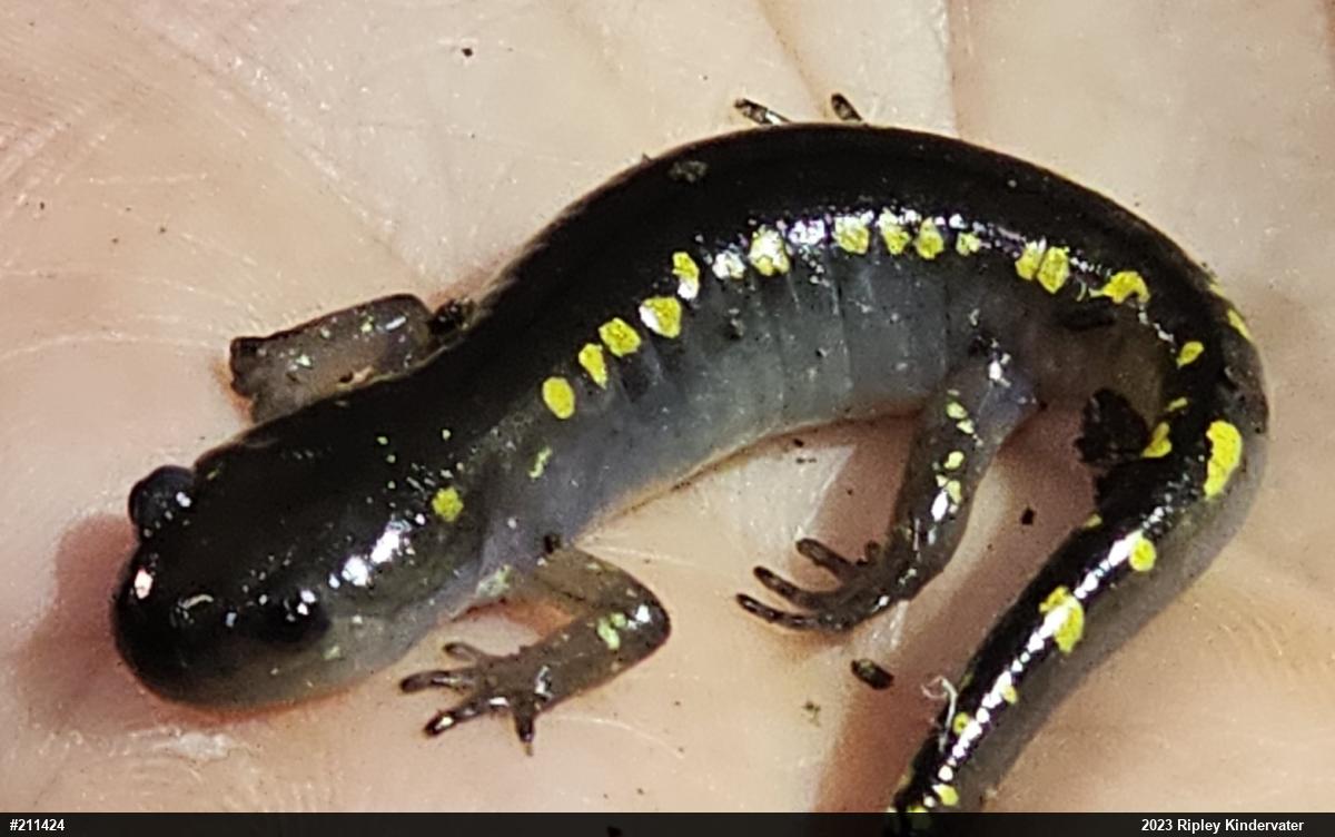 Spotted Salamander