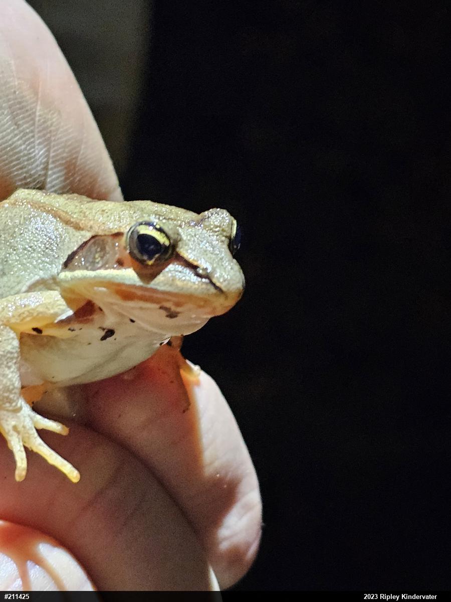 Wood Frog