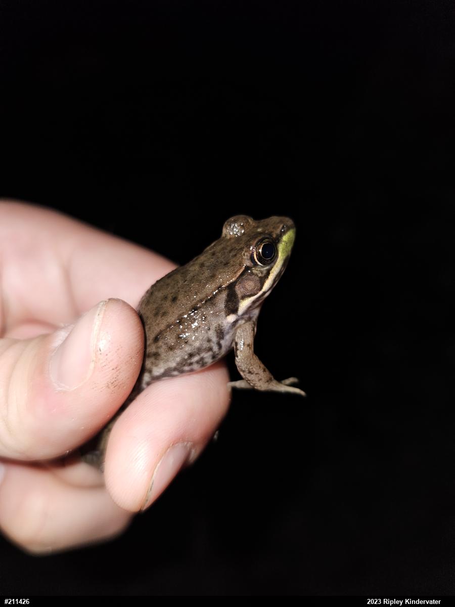 Green Frog