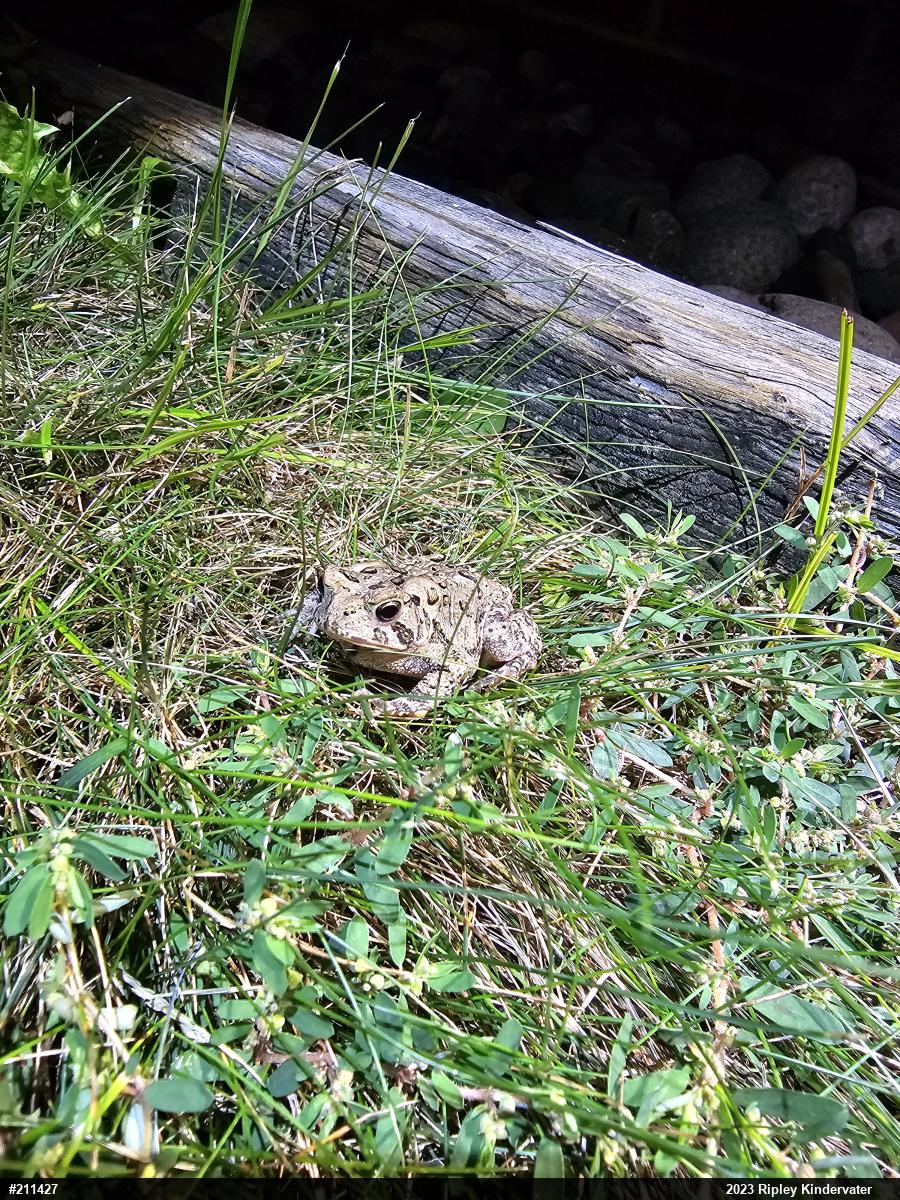 Eastern American Toad