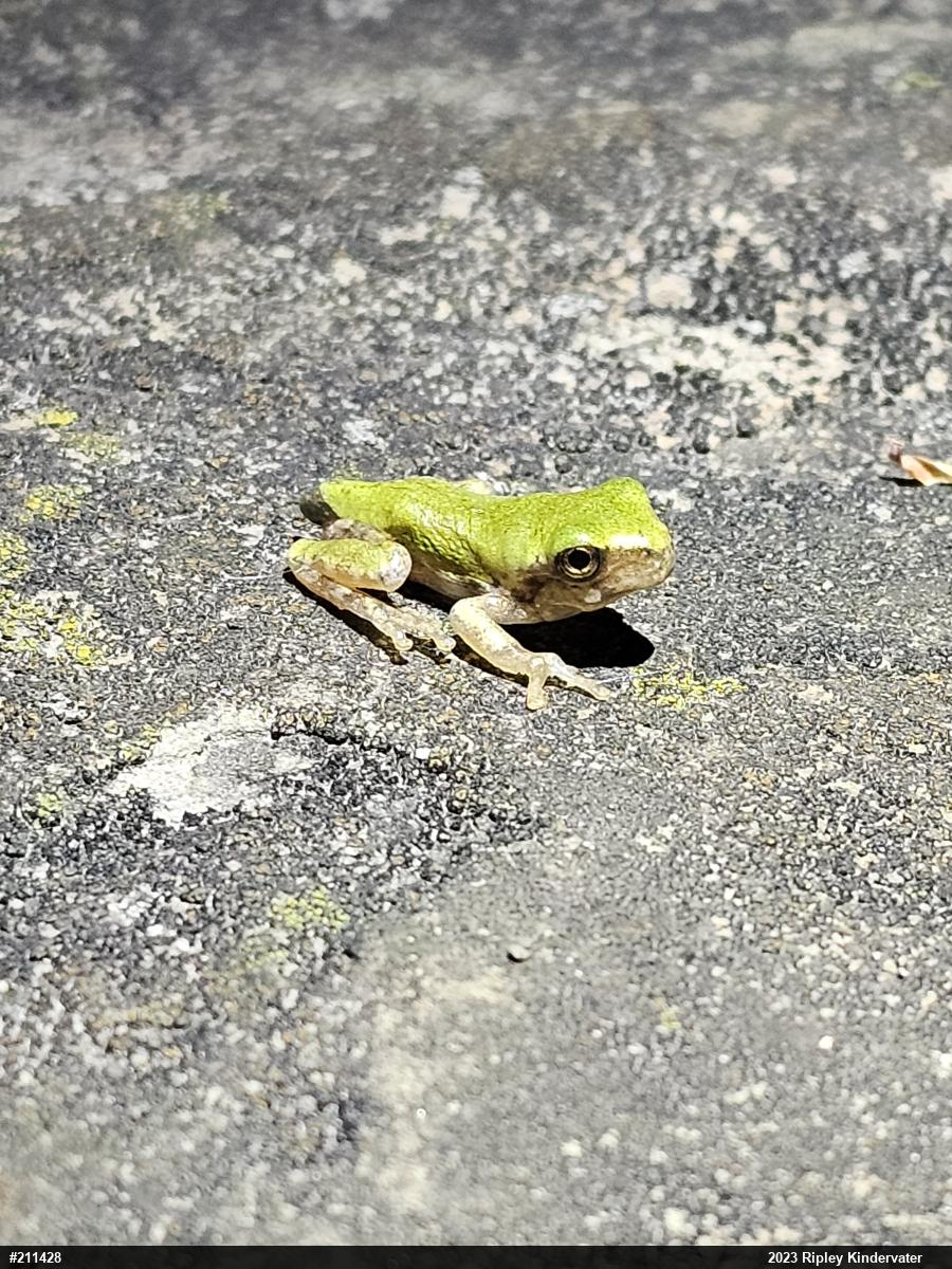 Unknown Gray Treefrog
