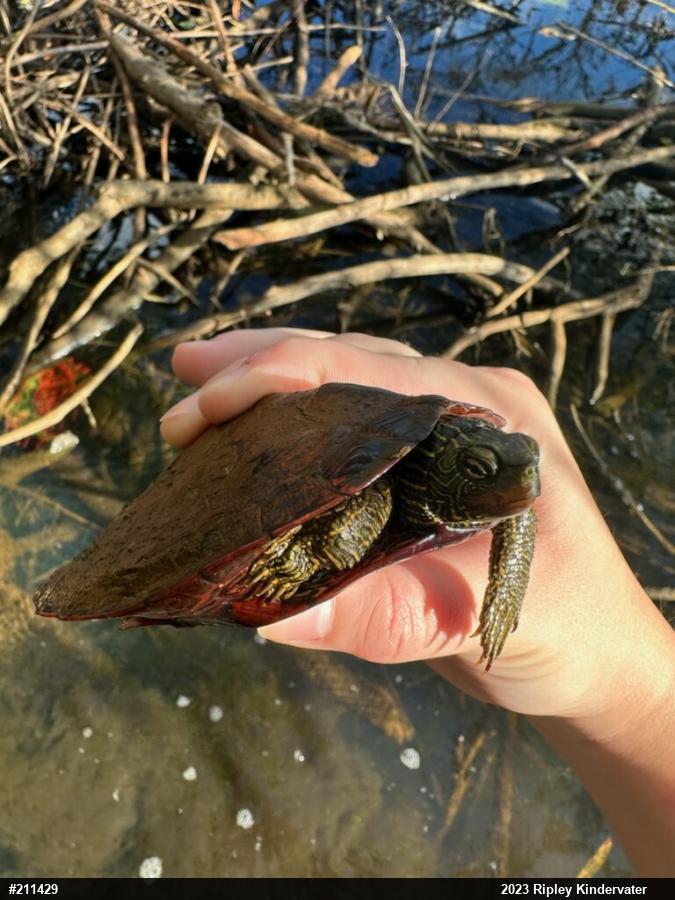 Northern Map Turtle