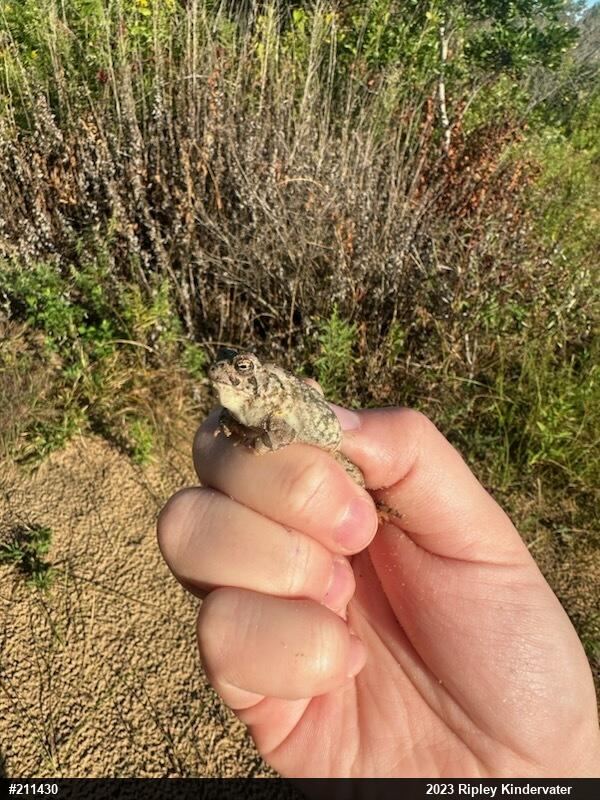 Fowler's Toad