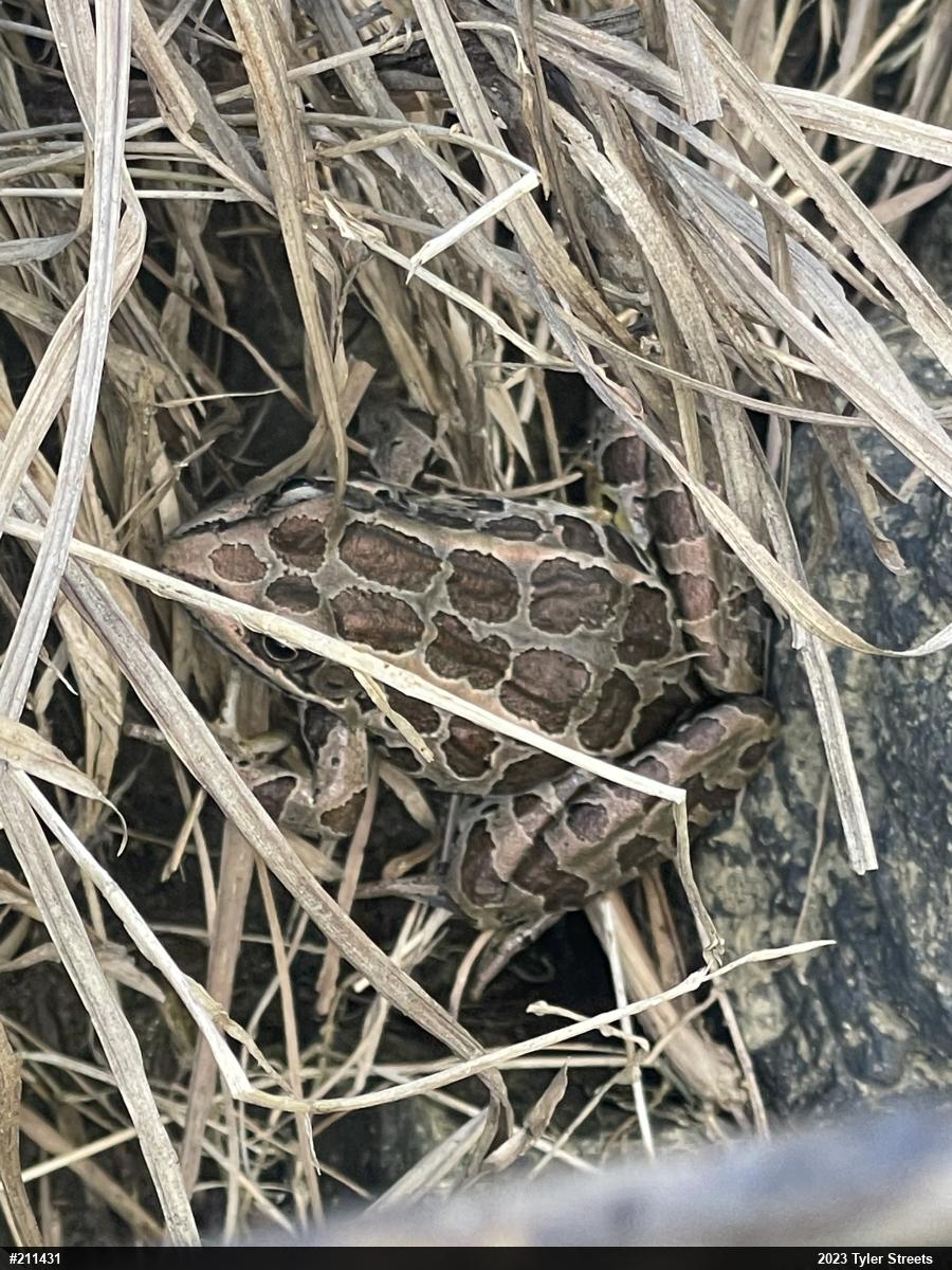 Pickerel Frog