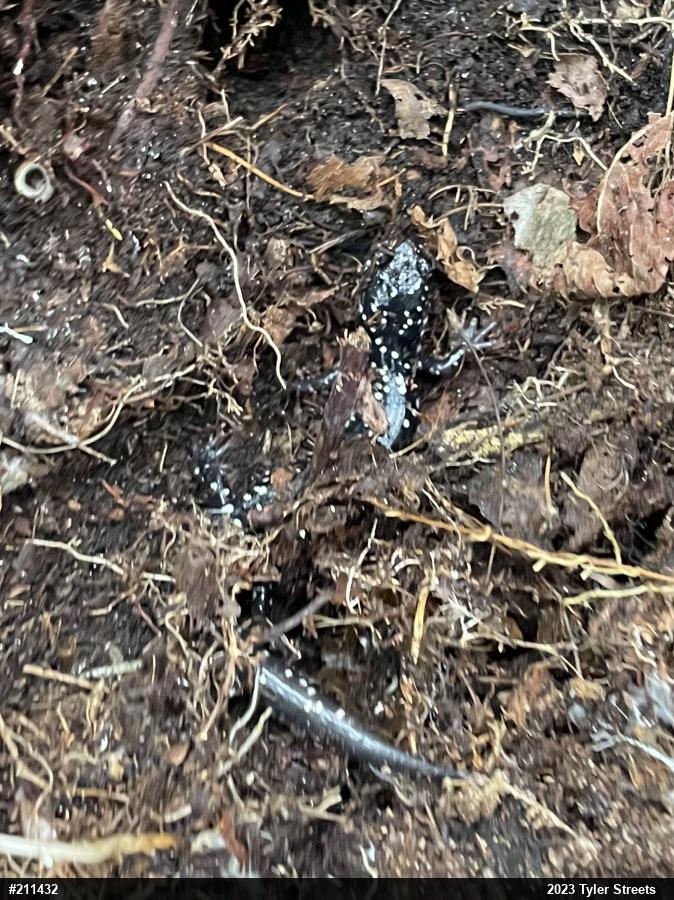 Northern Slimy Salamander