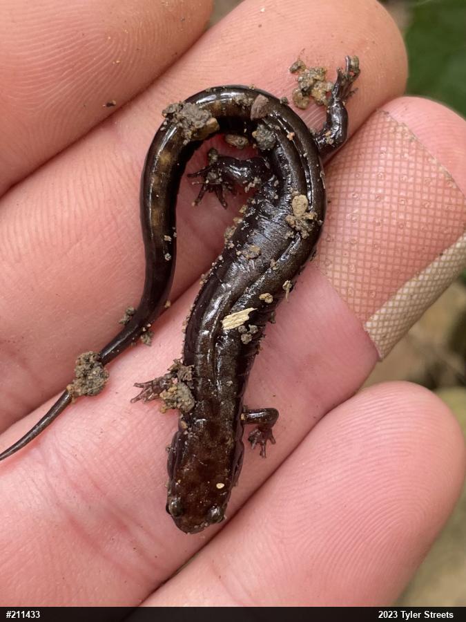Allegheny Mountain Dusky Salamander