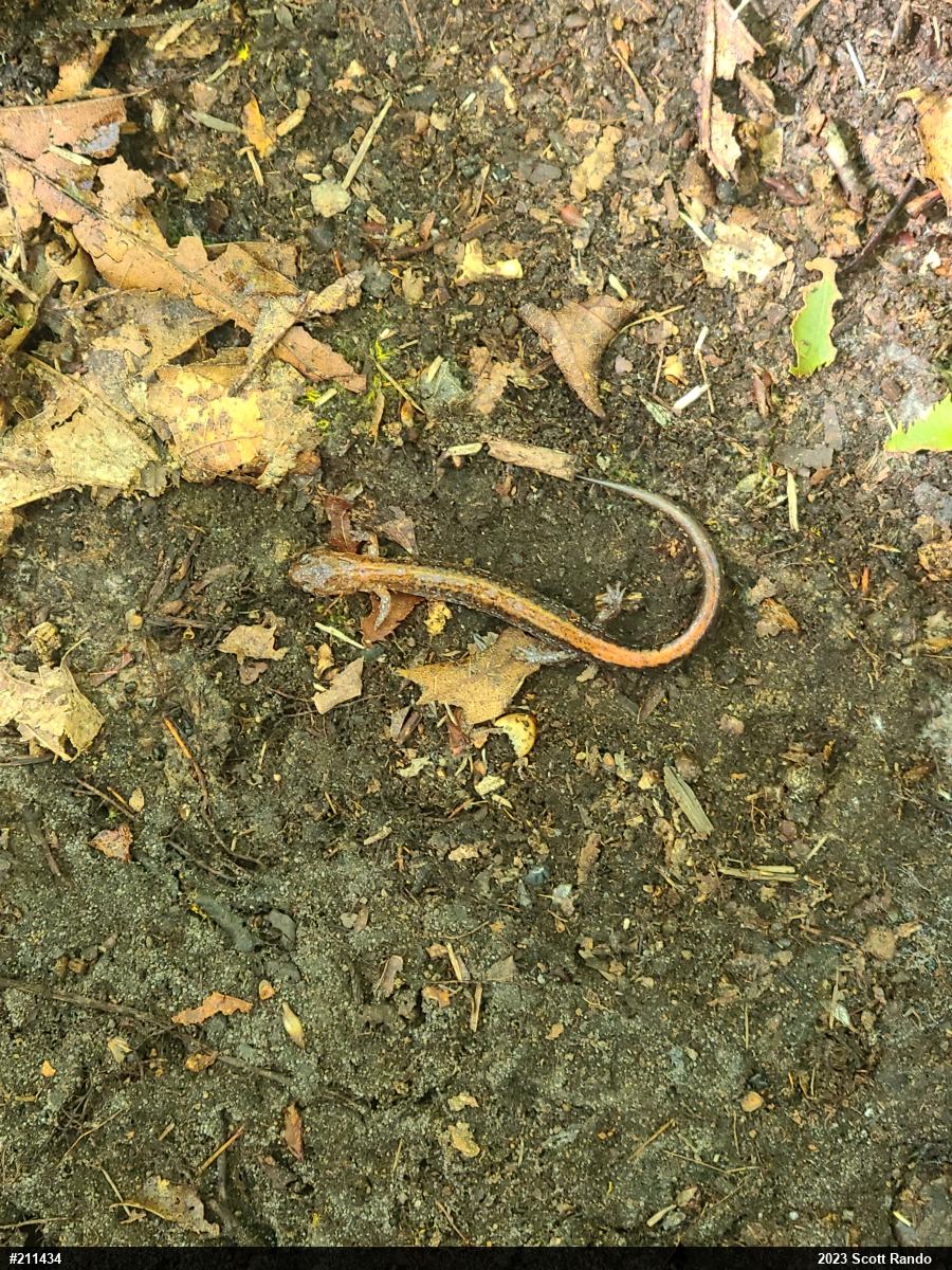 Eastern Red-backed  Salamander