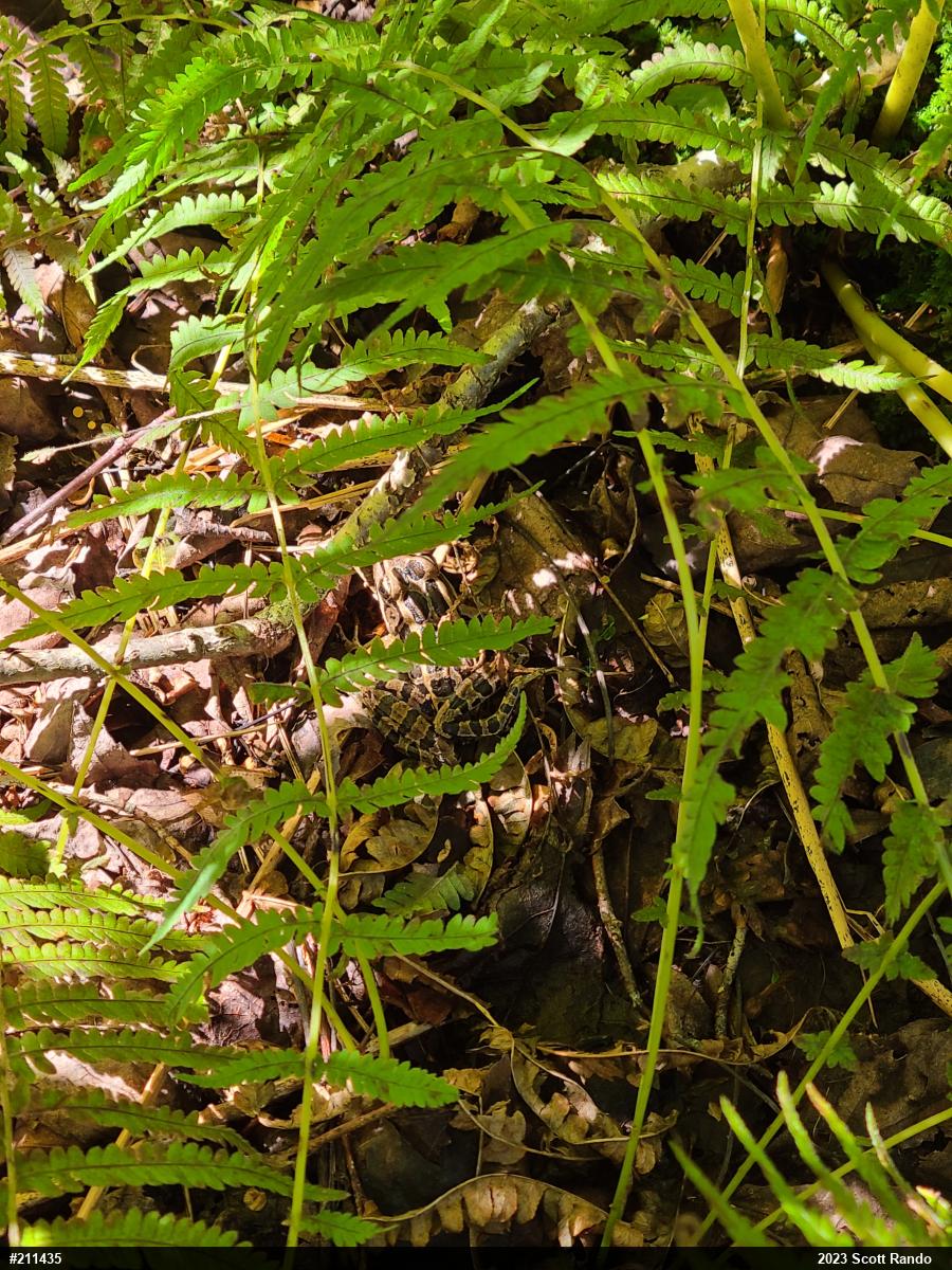 Pickerel Frog