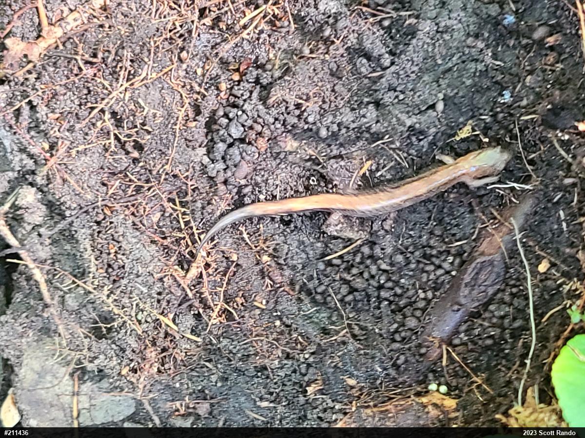 Eastern Red-backed  Salamander