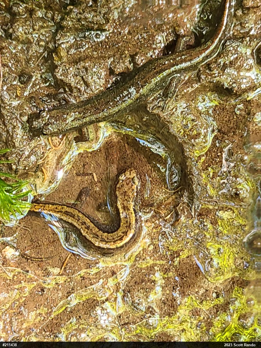 Allegheny Mountain Dusky Salamander