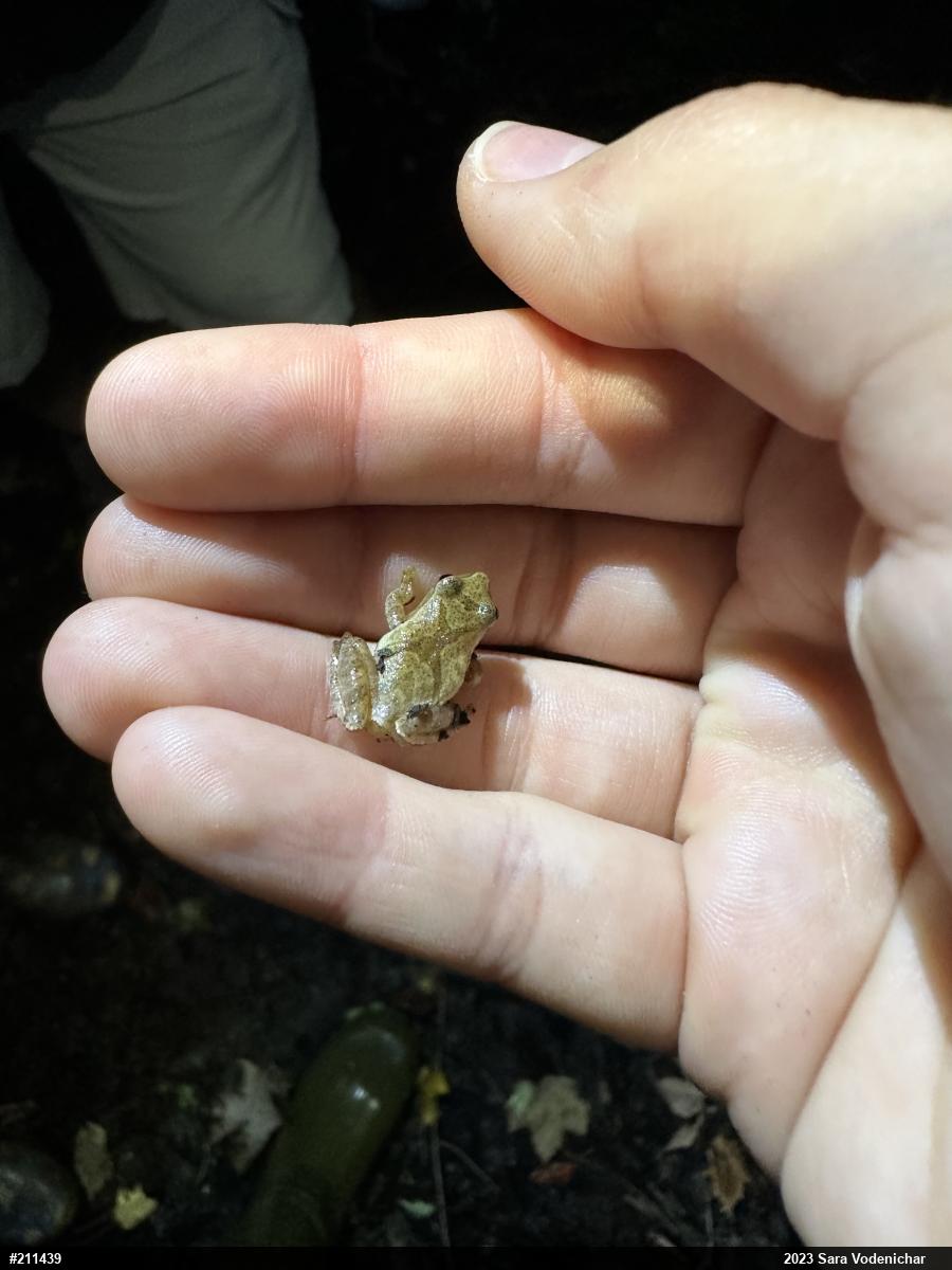 Spring Peeper