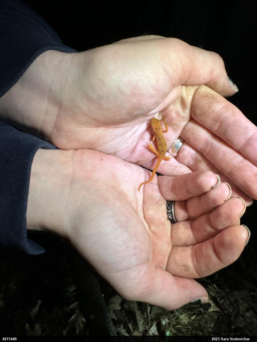 Red-spotted Newt