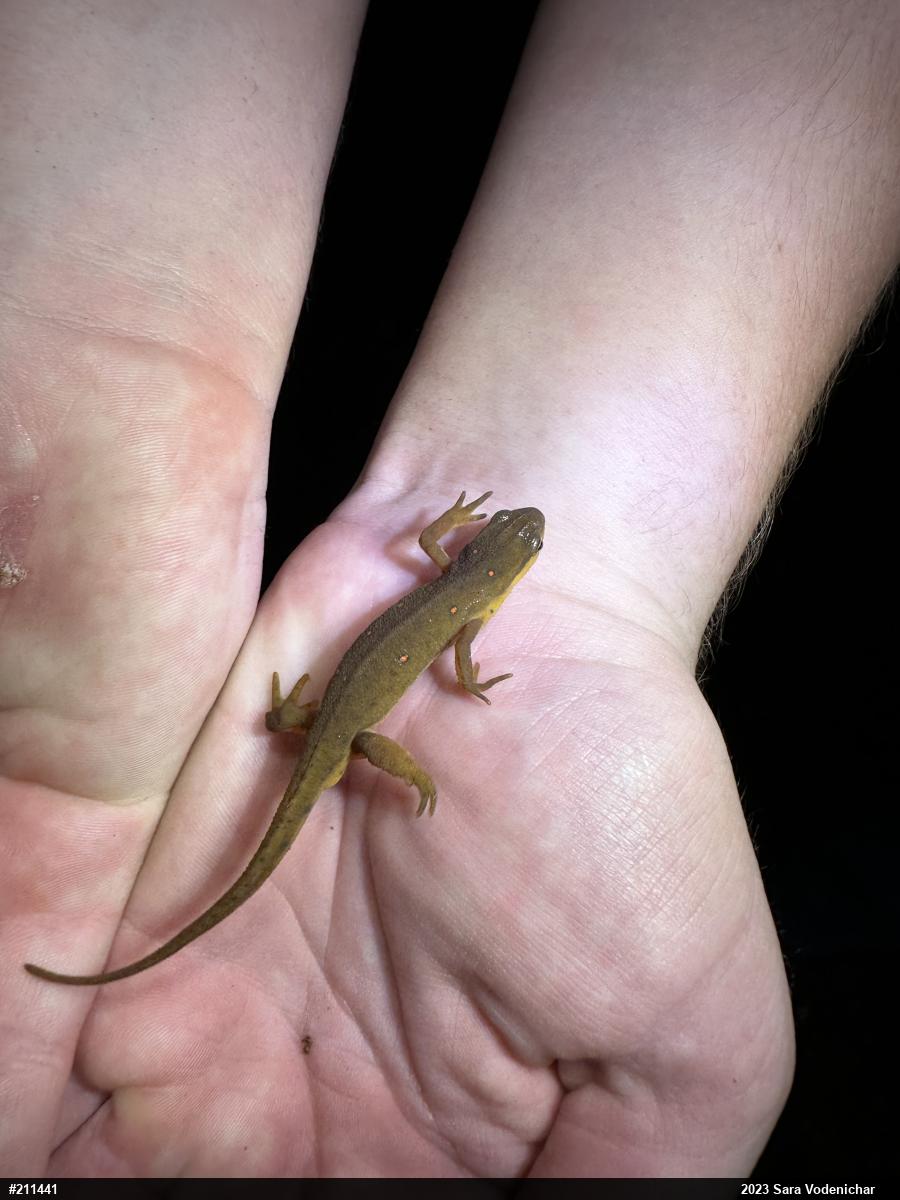 Red-spotted Newt