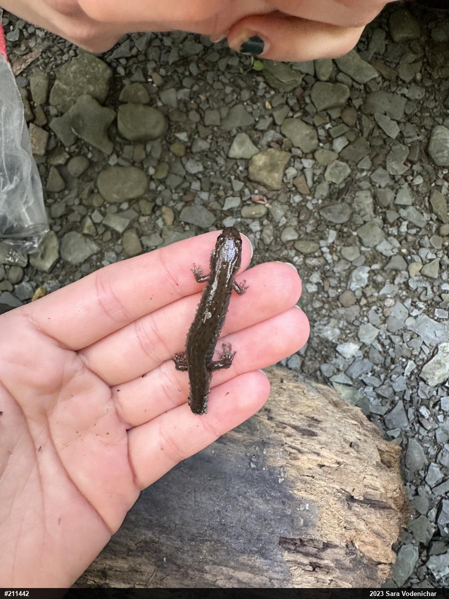Northern Dusky Salamander