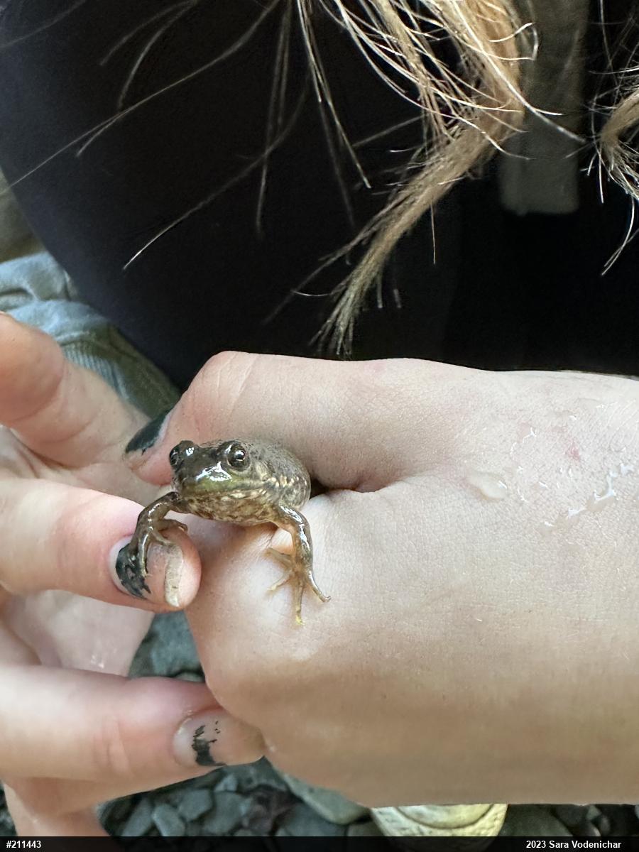 Green Frog