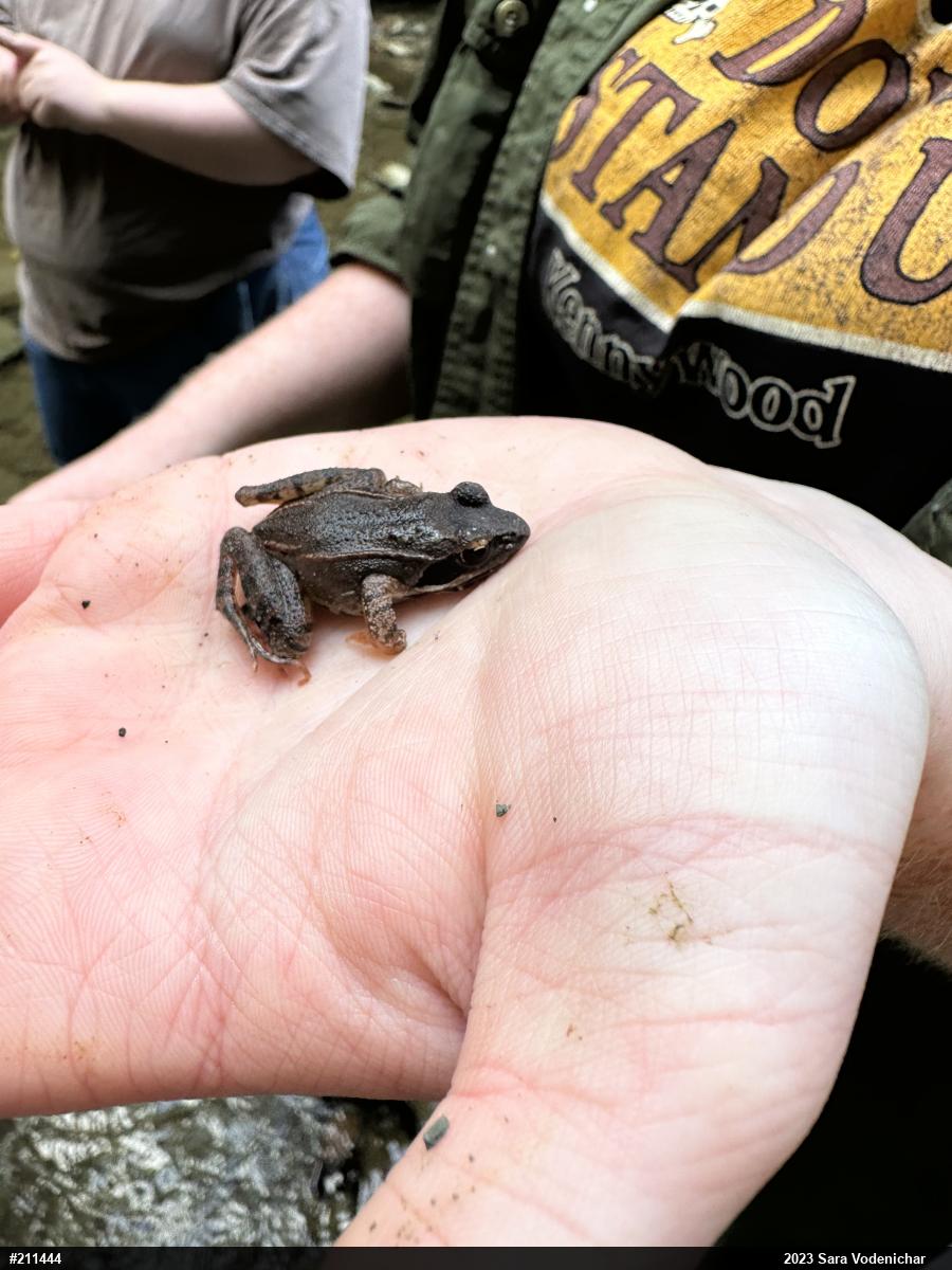 Wood Frog