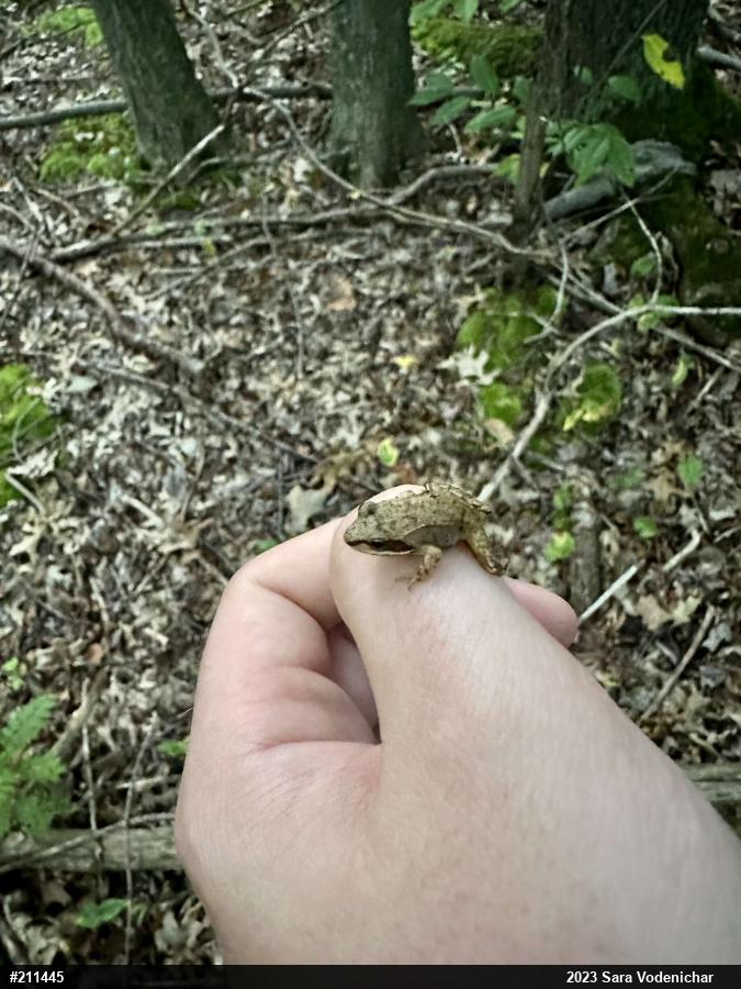 Wood Frog
