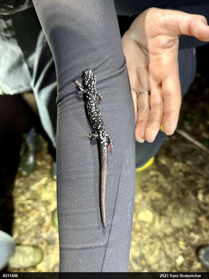 Northern Slimy Salamander