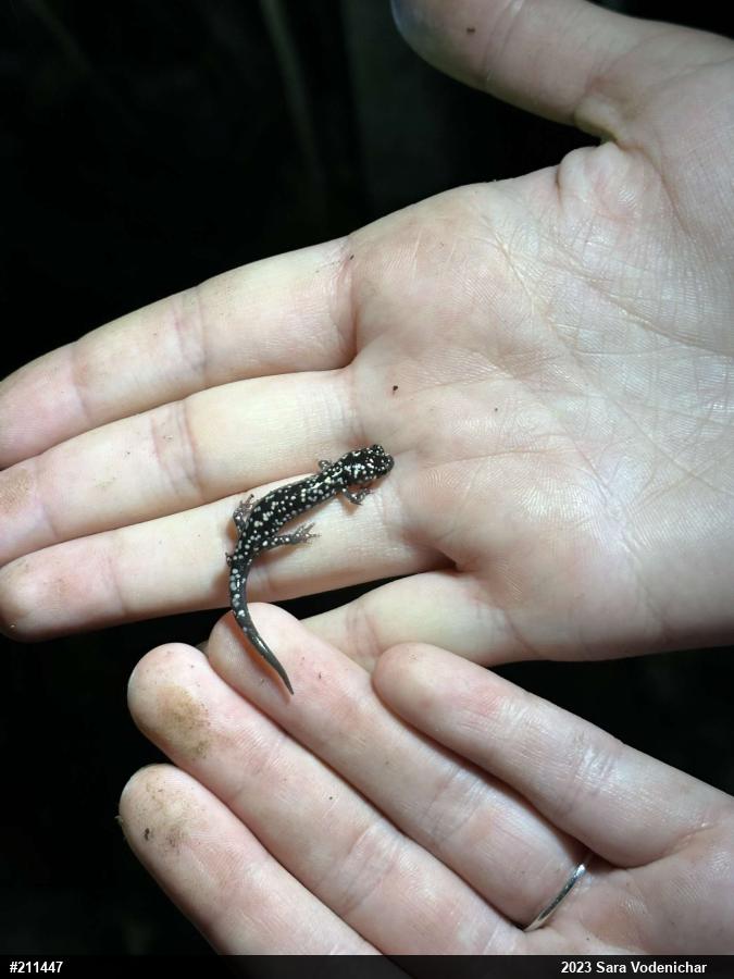 Northern Slimy Salamander
