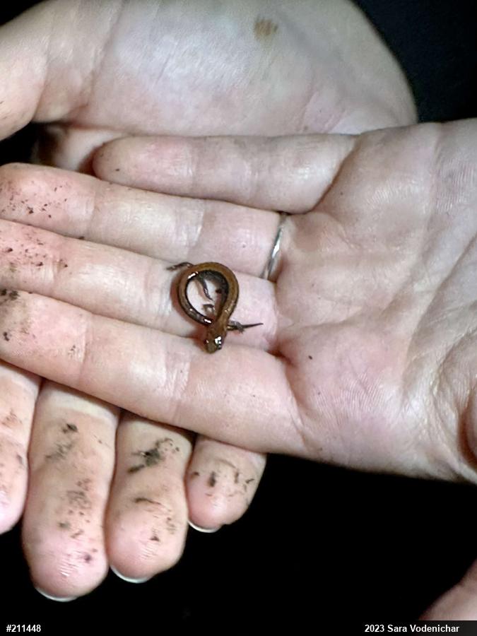 Eastern Red-backed  Salamander